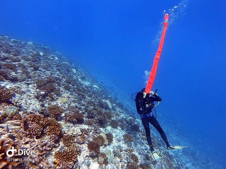 Mergulho em Rangiroa