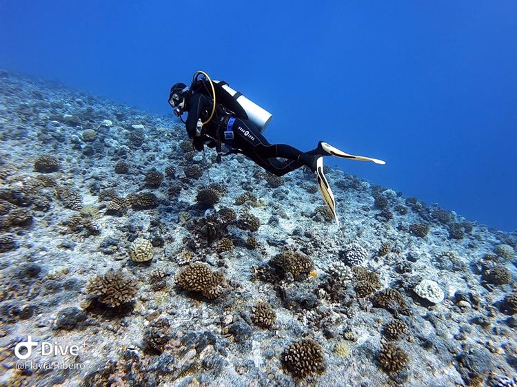 Mergulho em Rangiroa