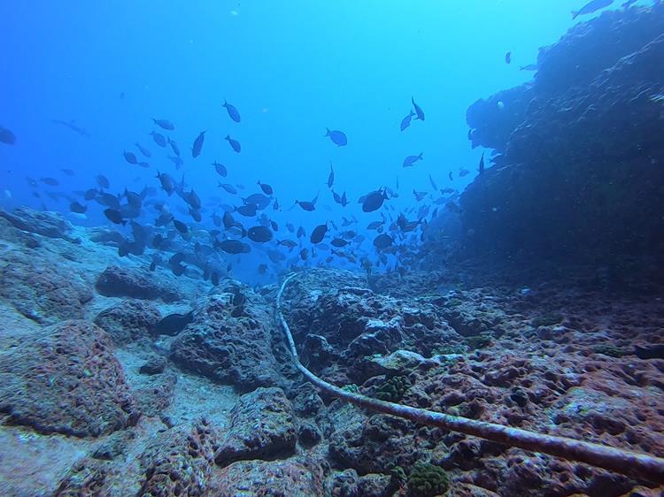 Mergulho em Rangiroa