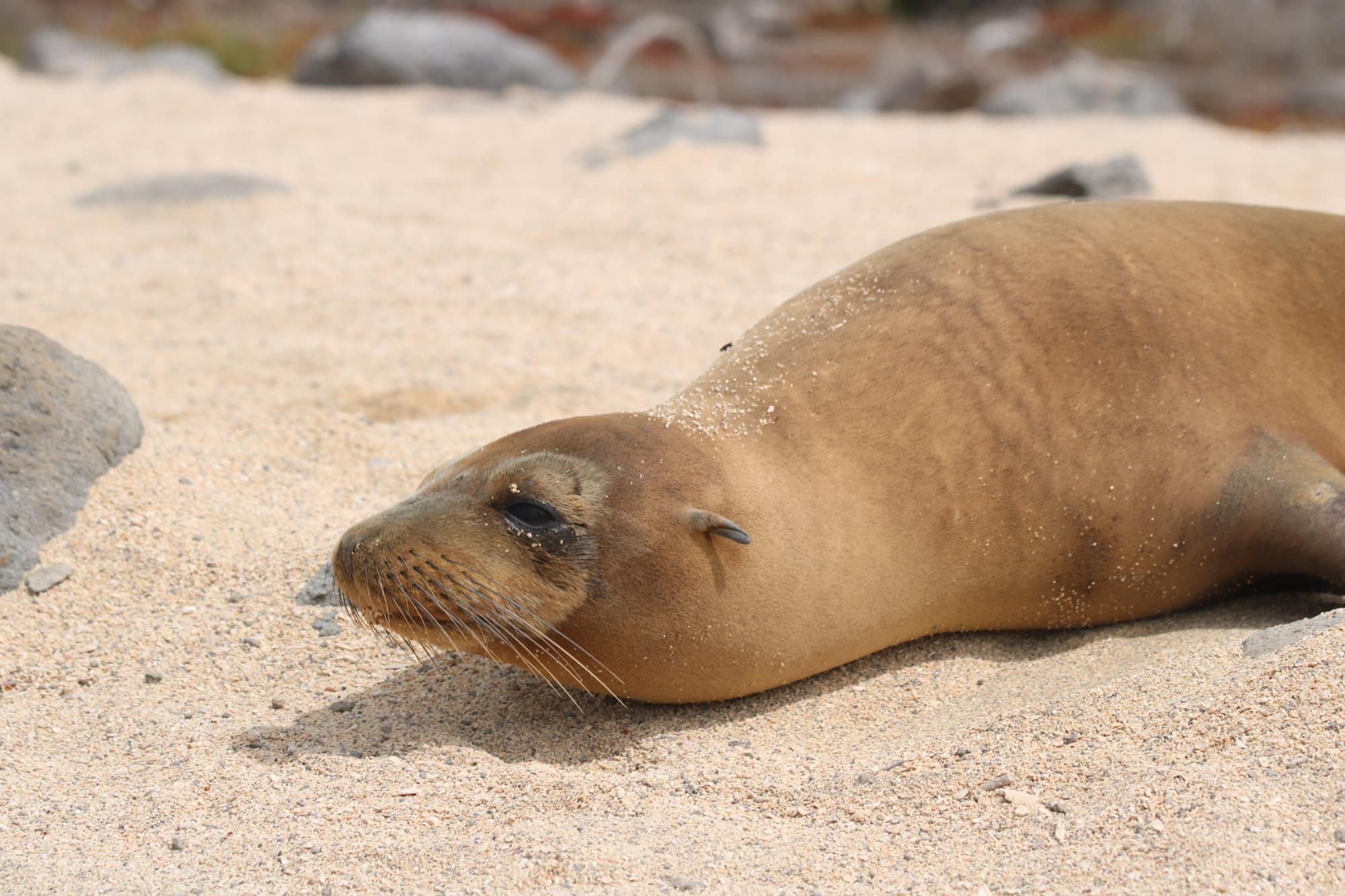 Roteiro em Galápagos