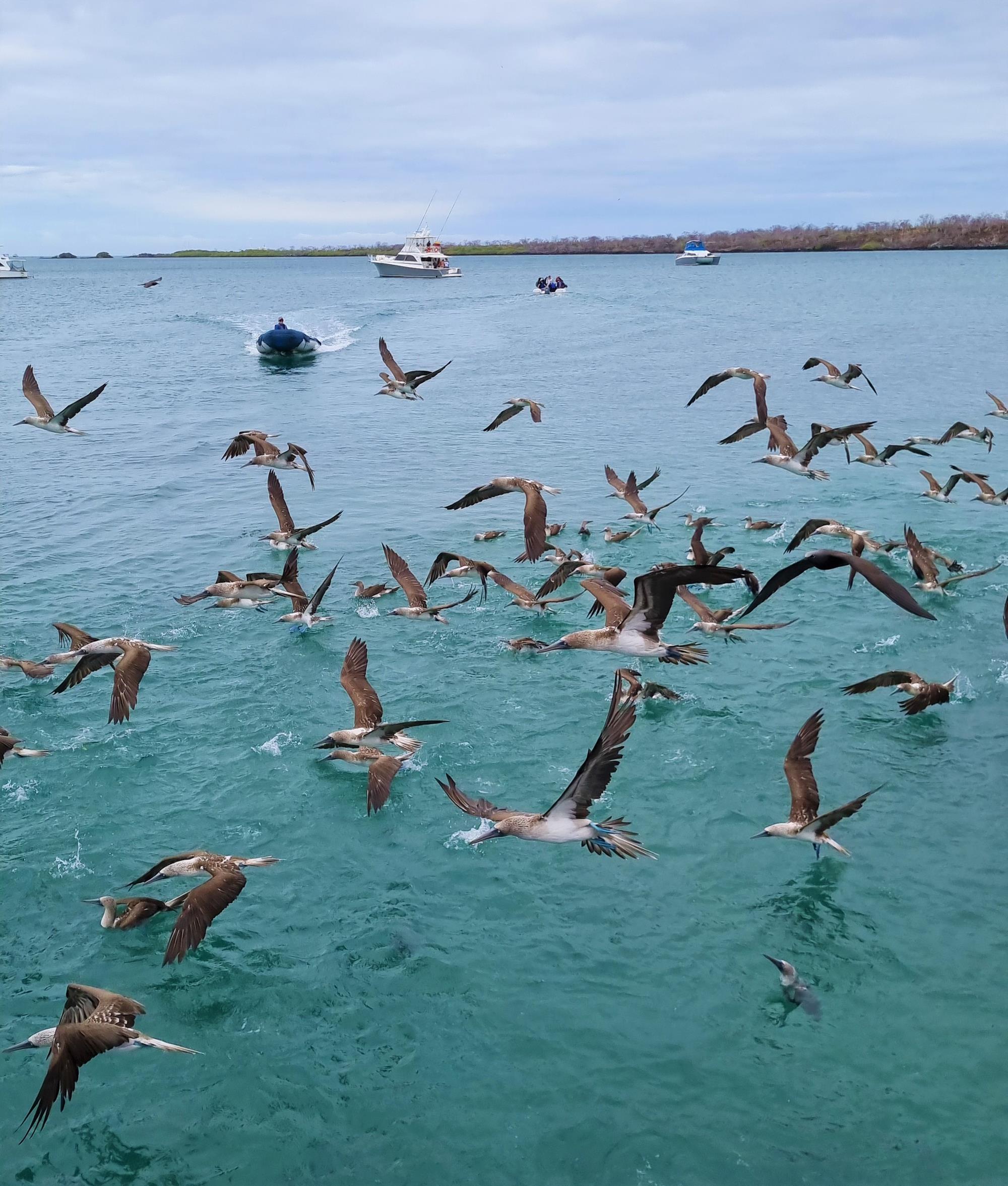 Animais de Galápagos