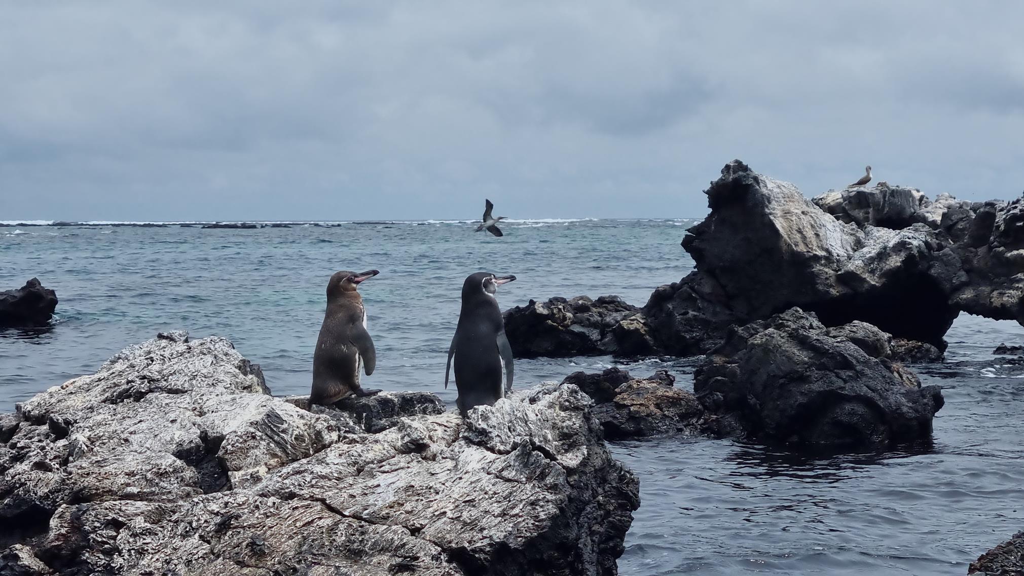 Roteiro em Galápagos