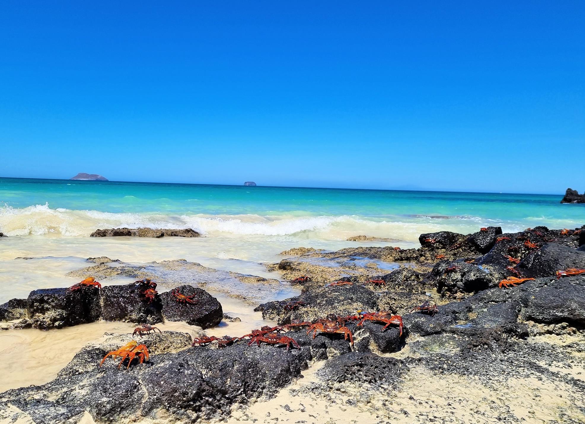 Animais de Galápagos