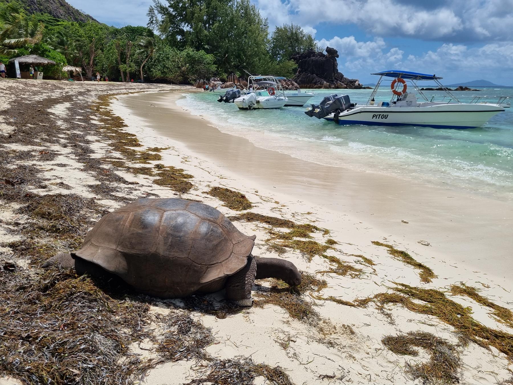Curieuse Island